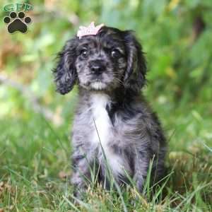 Pearl, Cocker Spaniel Puppy